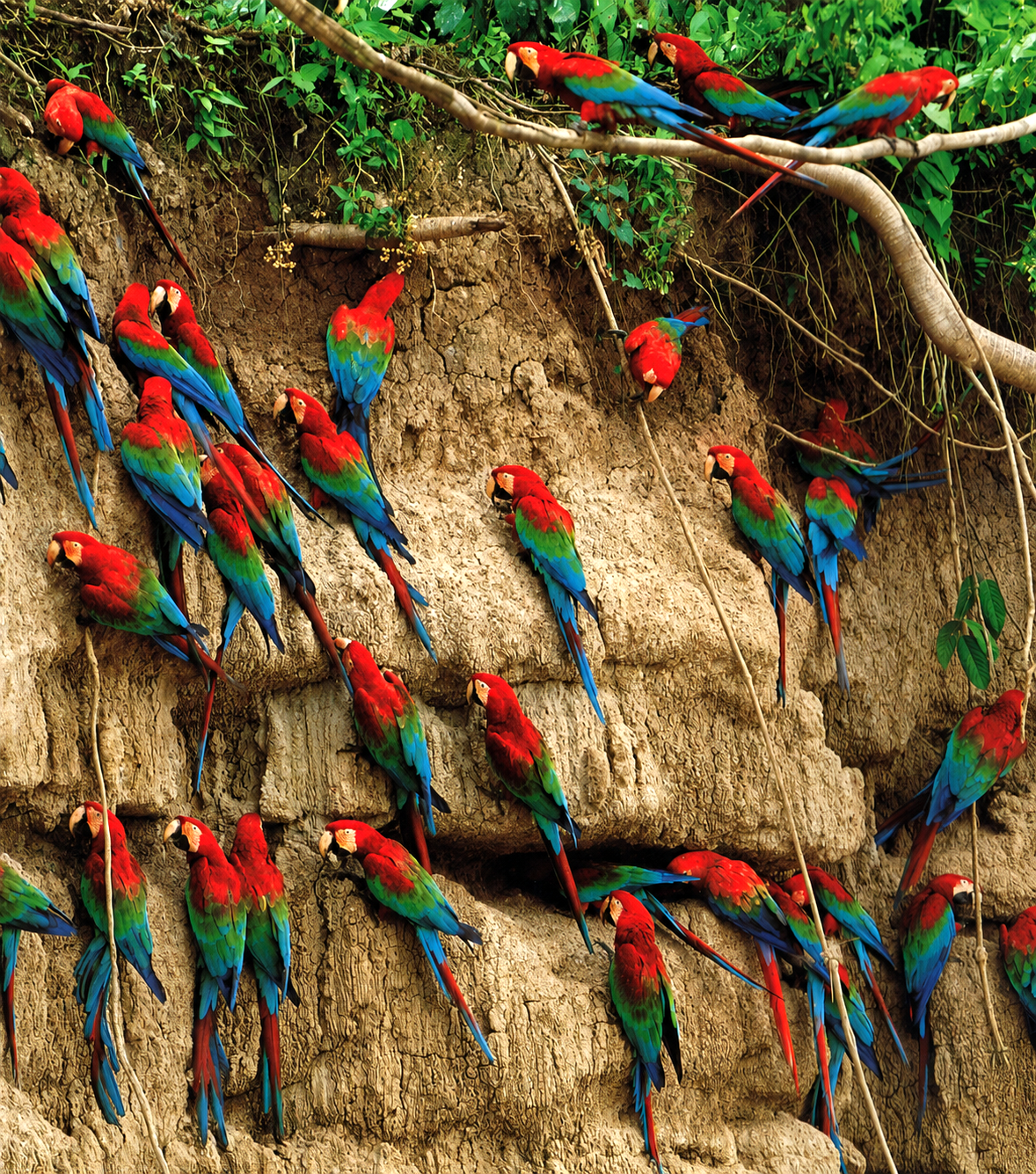 Macaws at the Manu River mineral deposit